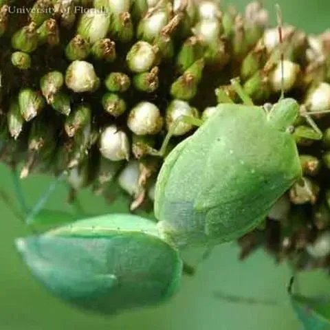 thumbnail for publication: Green Stink Bug, Chinavia hilaris (Say) (Insecta: Hemiptera: Pentatomidae)